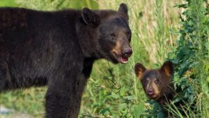 Florida black bears